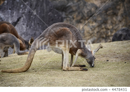 Kangaroo 4478431