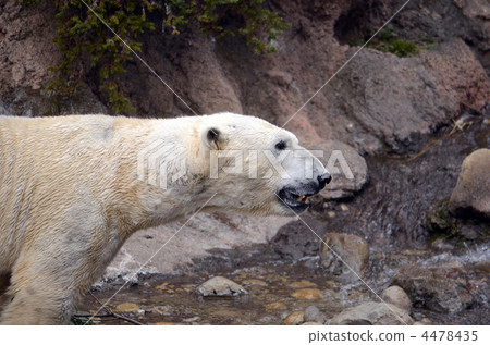 White bear White bear 4478435