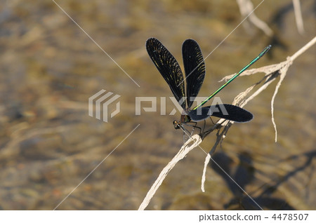 夏天蜻蜓~Hagorotombo~ 夏天蜻蜓~Hagorotombo~ 4478507