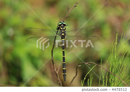 夏天蜻蜓~Onyangma~ 夏天蜻蜓~Onyangma~ 4478512