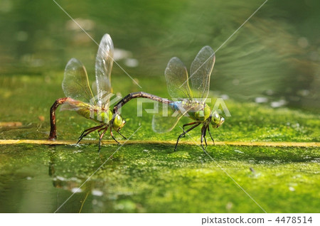 夏天蜻蜓〜金羊媽〜 4478514