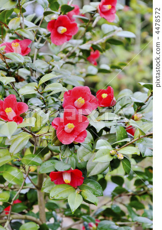 Camellia tree 4478572