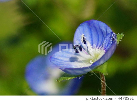 波斯Speedwell 4478591