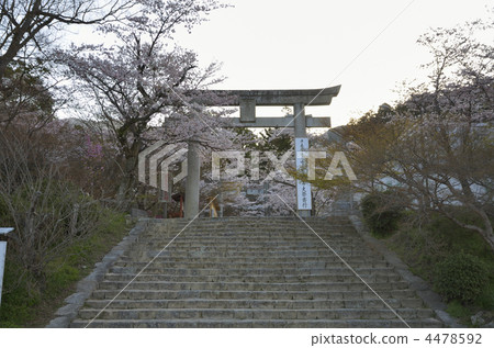 Cherry blossoms at Kamonmon shrine 4478592