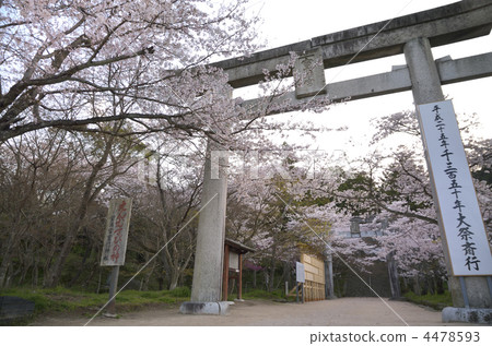 Kamonmon神社的櫻花 4478593
