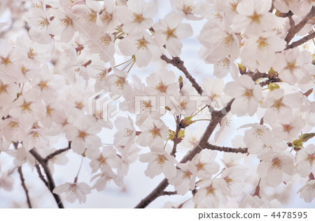 Cherry blossoms at Kamonmon shrine 4478595
