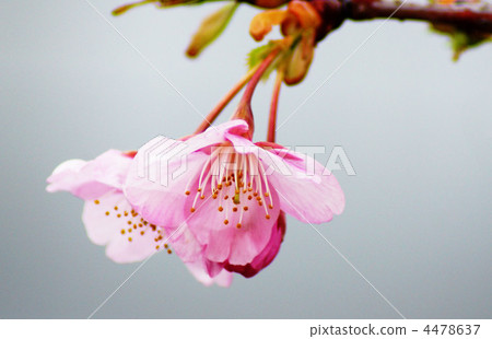 櫻花 4478637