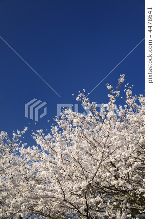 櫻花（太宰府政府網站） 4478641