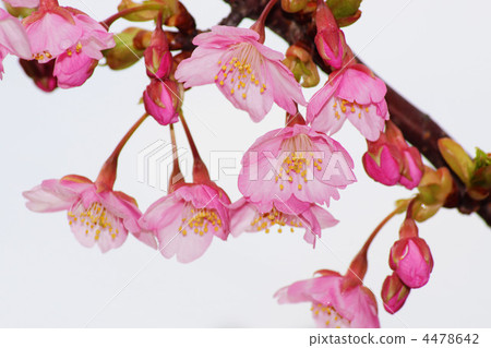 櫻花 櫻花 4478642