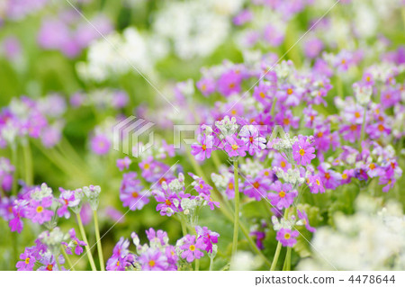 櫻花草 櫻花草 4478644