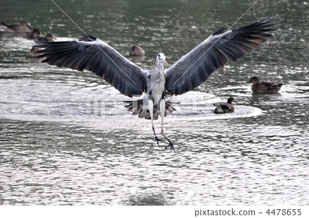 grey heron, gray heron, splashdown 4478655