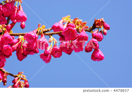 Kanhisakura Kanhisakura 4478657