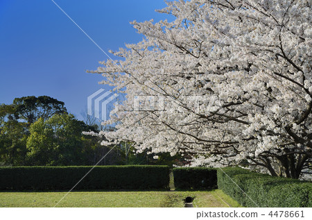 櫻花（太宰府政府網站） 4478661