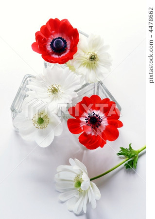 銀蓮花 室內 種類 4478662