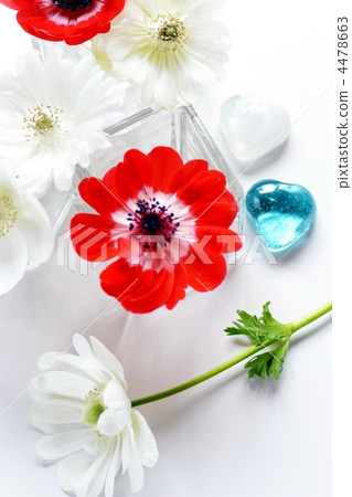 重瓣 室內 種類 4478663