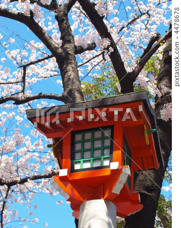 Cherry blossoms and water temple 4478678