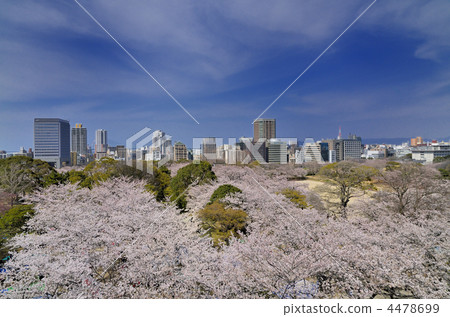 春天舞鶴公園 4478699