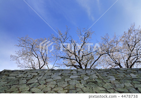 春天舞鶴公園 4478738