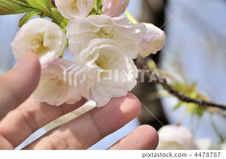 松前櫻花 松前櫻花 4478787