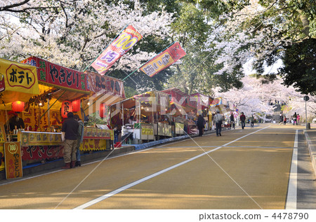 Cherry blossoms at Nishikoen 4478790
