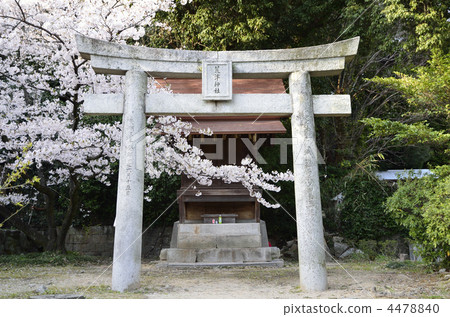 Ararazu Shrine的櫻花 Ararazu Shrine的櫻花 4478840