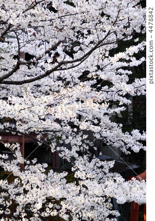 Nishikoen的櫻花 Nishikoen的櫻花 4478842