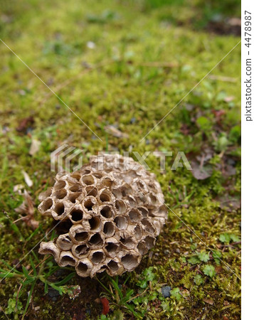 beehive, honeycomb, moss 4478987