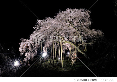 Weeping cherry tree of Okuyamada 4478990
