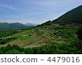 水稻 丸山千枚田 梯田 4479016