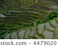 丸山千枚田 梯田 水稻 4479020