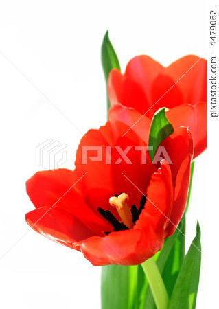 red tulips red tulips 4479062