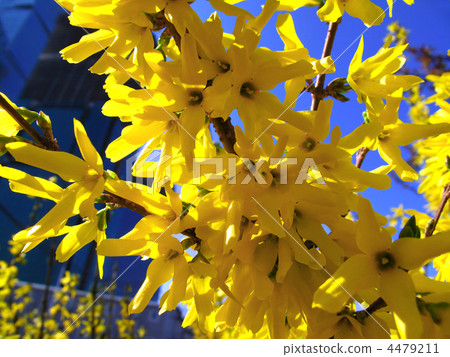beautiful yellow flowers beautiful yellow flowers 4479211