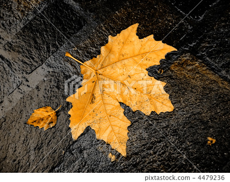fall bright wet leaf fall bright wet leaf 4479236