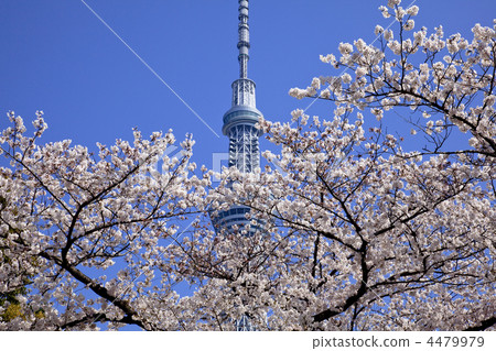 Spring Sky Tree 4479979