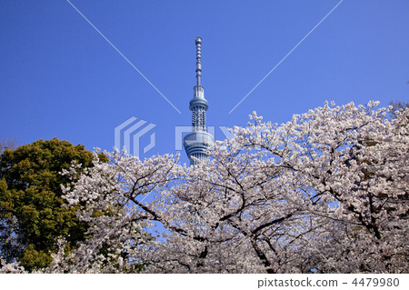 Spring Sky Tree 4479980