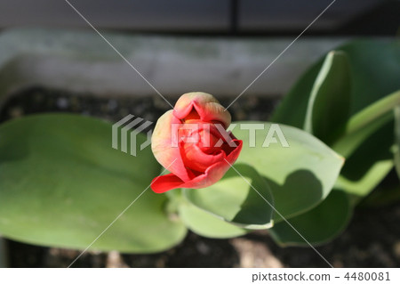 red, tulip, tulipa 4480081
