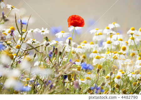 wild flowers 4482790