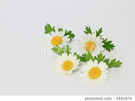 North pole flowers 4483074