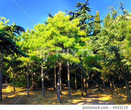 Crimea landscape. Mediterranean Pine 4483216