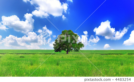 Alone one big tree on green field . Panorama Alone one big tree on green field . Panorama 4483254