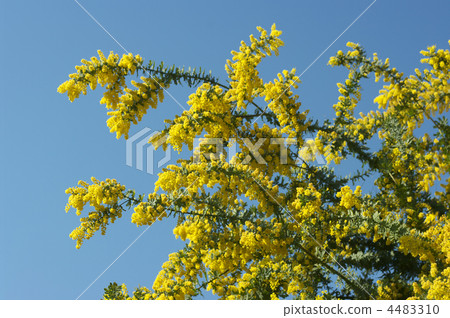 含羞草(Husayakashia) 含羞草(Husayakashia) 4483310