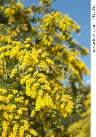 Mimosa (Husayakashia) 4483353