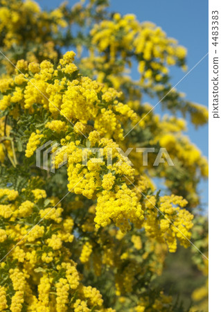 含羞草(Husayakashia) 含羞草(Husayakashia) 4483383