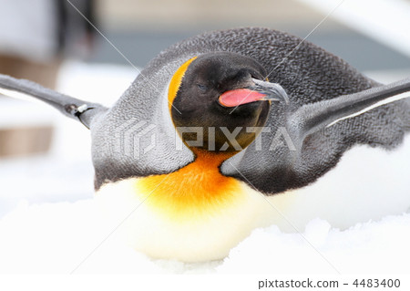 King penguin King penguin 4483400