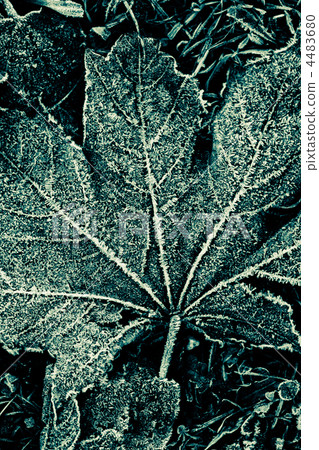 fall leaves fall leaves 4483680