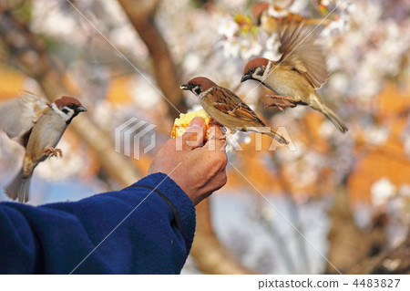 Sparrow Sparrow 4483827