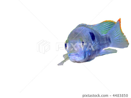 Aquarium Fish dwarf Cichlid-Apistogramma nijsseni. 4483850