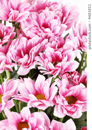 Chrysanthemum Flowers Chrysanthemum Flowers 4483851