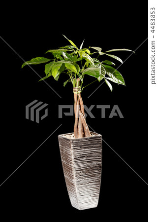 tree in a pot 4483853