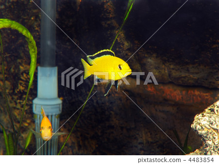 Aquarium Fish- Cichlid Hummingbird Yellow. 4483854